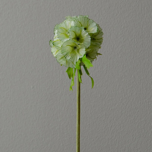Scabiosa Seed Pod blomst, lysegrønn, Botané