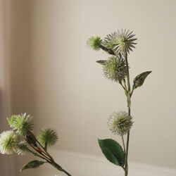 Thistle Ball Branch, grønn, Botané