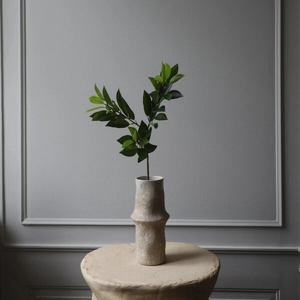 Ruscus blader, grønn, Botané