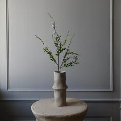 Wild blomst, hvit, Botané