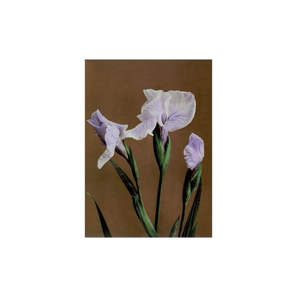 Iris K&aelig;mpferi 50x70 cm, Poster & Frame