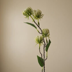 Hamamelis Branch, grønn, Botané