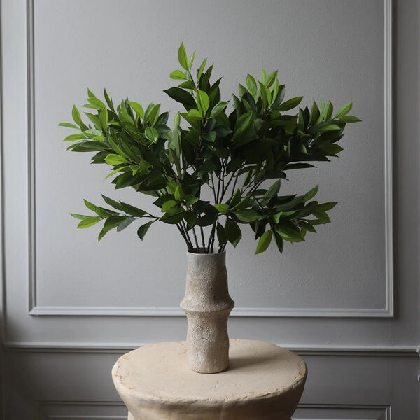 Ruscus blader, grønn, Botané