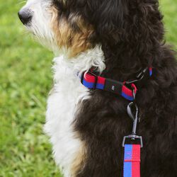 HAY Dogs Halsb&aring;nd Flat, r&oslash;d/bl&aring;, HAY