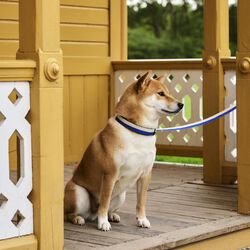 HAY Hundebånd, blue/off-white, HAY