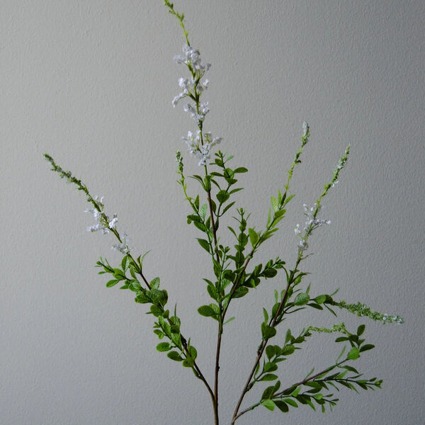 Wild blomst, hvit, Botané