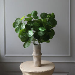 Plum Aralia blader, grønn, Botané