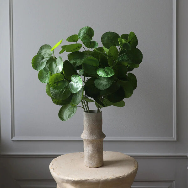 Plum Aralia blader, grønn, Botané