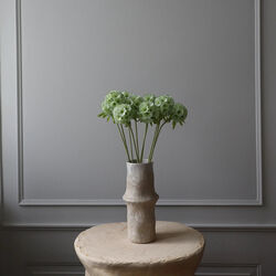 Scabiosa Seed Pod blomst, lysegrønn, Botané