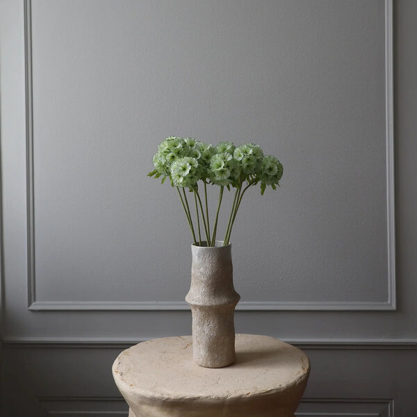 Scabiosa Seed Pod blomst, lysegrønn, Botané