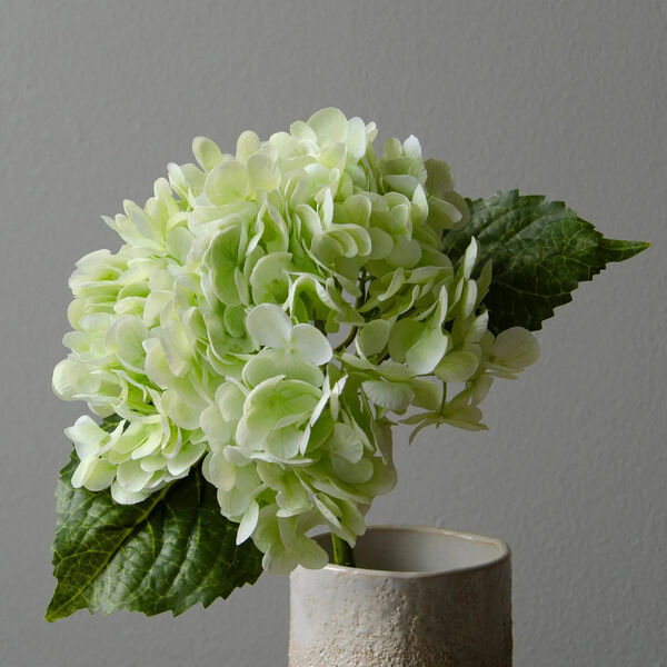 Hydrangea blomst, lysegrønn, Botané