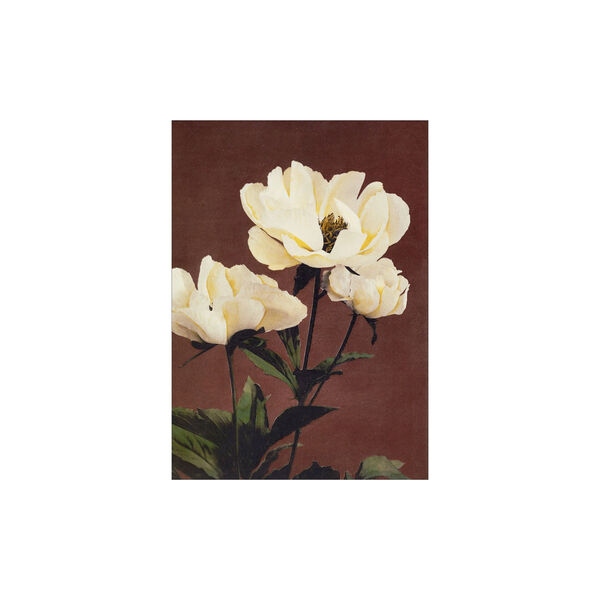 Haerdaceous Paeony 50x70 cm, Poster & Frame