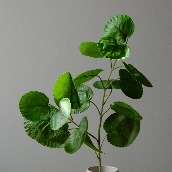 Plum Aralia blader, grønn, Botané