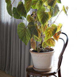 Københavner RAW krukke med underfat, rosa, Bergs Potter