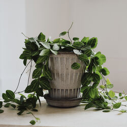 Pantheon RAW set, gr&aring;, Bergs Potter