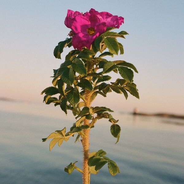 No. 327 H&aring;nd- og kroppsvask, beach rose, L:a Bruket