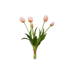 Tulipan bukett 5 stk, light pink, EDG