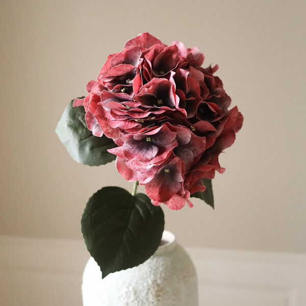 Hydrangea blomst, burgunder, Botané