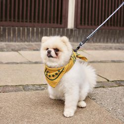 HAY Dogs Skjerf, ochre, HAY