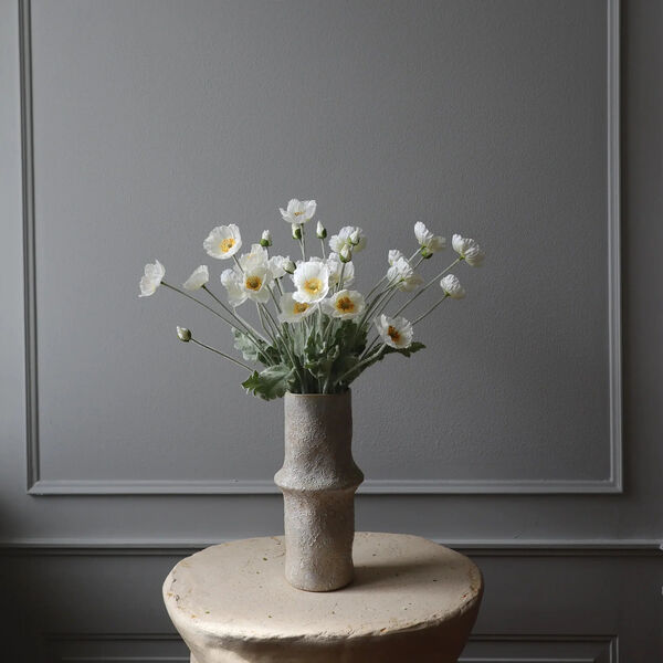 Poppy blomst, hvit, Botané