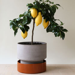 Hoff RAW potte, grey, Bergs Potter