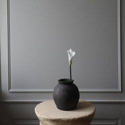 Calla Lily blomst, hvit, Botané