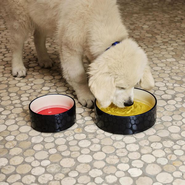 HAY Hundeskål, red/blue HAY Hundeskål, red/blue, HAY
