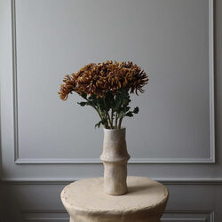 Semi-Cactus Dahlia blomst, brun, Botané