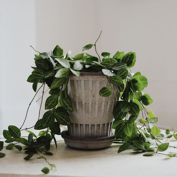 Pantheon RAW set, grå, Bergs Potter