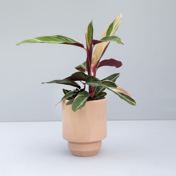 Hoff GLAZED &Oslash; 21 cm potte, quartz rose, Bergs Potter