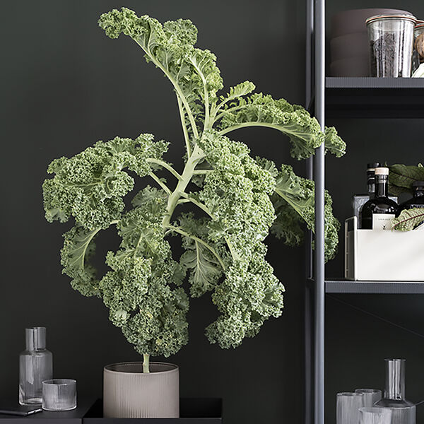 Plant plantekasse, sort, Ferm Living