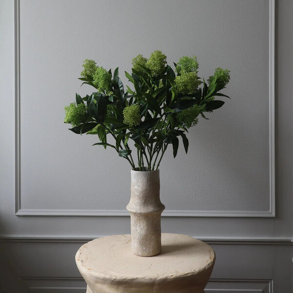 Skimmia Berry Branch, grønn, Botané