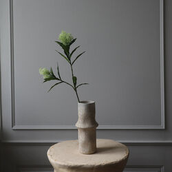 Skimmia Berry Branch, hvit, Botané