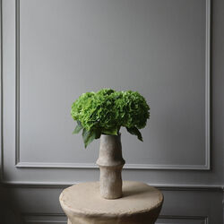 Hydrangea blomst, grønn, Botané