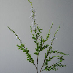 Wild blomst, hvit, Botané