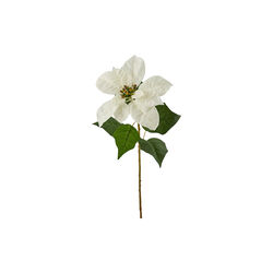 Julestjerne, hvit, EDG