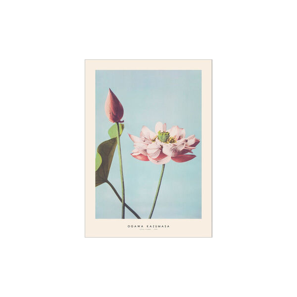 Ogawa Kazumasa Lotus flower 30x40 cm, Poster & Frame
