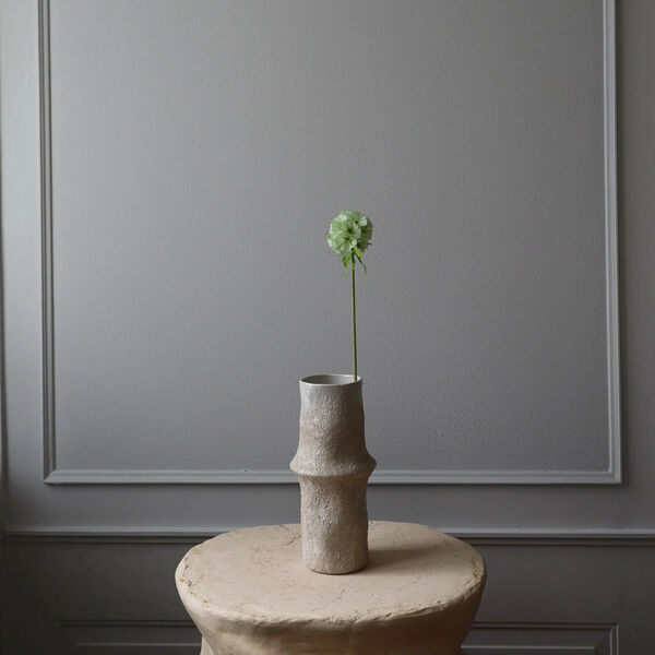 Scabiosa Seed Pod blomst, lysegrønn, Botané