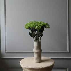 Semi-Cactus Dahlia blomst, grønn, Botané