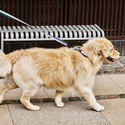 HAY Hundeb&aring;nd, lavender/green, HAY