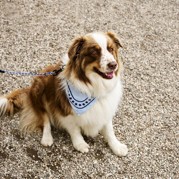 HAY Flettet Hundebånd, blue/off-white, HAY