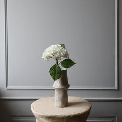 Hydrangea blomst, hvit, Botané