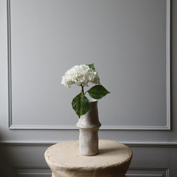 Hydrangea blomst, hvit, Botané