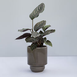 Hoff GLAZED Ø 21 cm potte, pearl grey, Bergs Potter