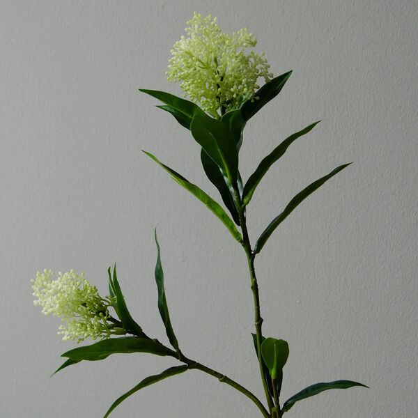 Skimmia Berry Branch, hvit, Botané