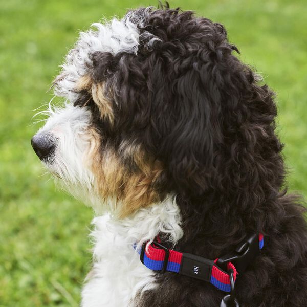 HAY Dogs Halsbånd Flat, red/blue, HAY