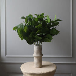 Hydrangea blader, grønn, Botané