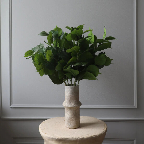 Hydrangea blader, grønn, Botané