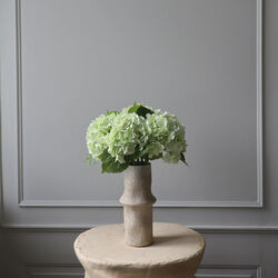 Hydrangea blomst, lysegrønn, Botané