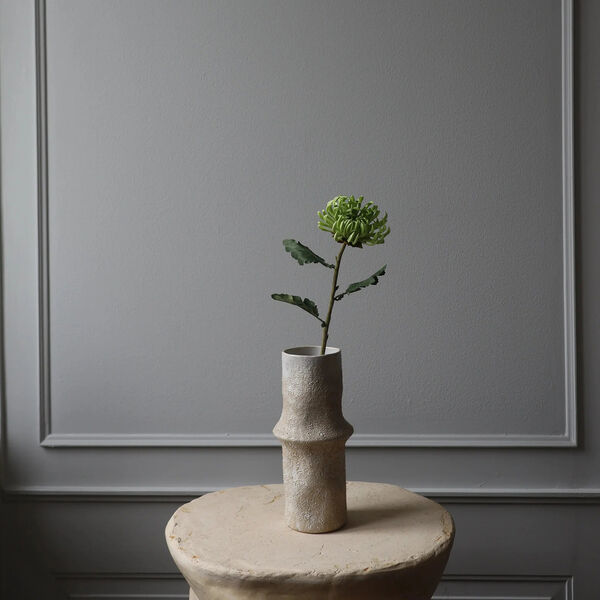 Semi-Cactus Dahlia blomst, grønn, Botané